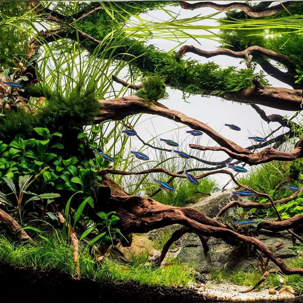 AquaOne Aquarium buitenfilter HW-303A 1400 l/u I Hoogwaardige filter voor aquaria tot 700 liter I Pomp met filtermedia voor zoetwater- en zeewateraquaria thumbnail 6