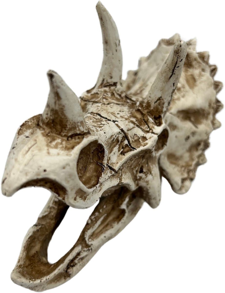 AC Triceratops Dino Schedel Deluxe – Meest verkocht – Prehistorische Aquarium en Terrarium Decoratie – Realistisch Polyresin Ornament thumbnail 3