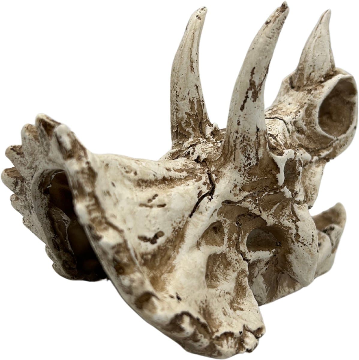 AC Triceratops Dino Schedel Deluxe – Meest verkocht – Prehistorische Aquarium en Terrarium Decoratie – Realistisch Polyresin Ornament thumbnail 4