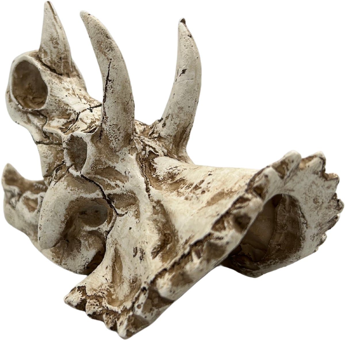 AC Triceratops Dino Schedel Deluxe – Meest verkocht – Prehistorische Aquarium en Terrarium Decoratie – Realistisch Polyresin Ornament thumbnail 5