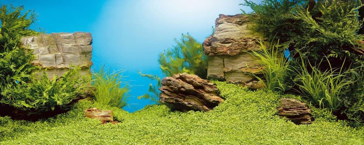 Juwel Aquarium Decoratie - Achterwand - L - 100x50cm thumbnail 6