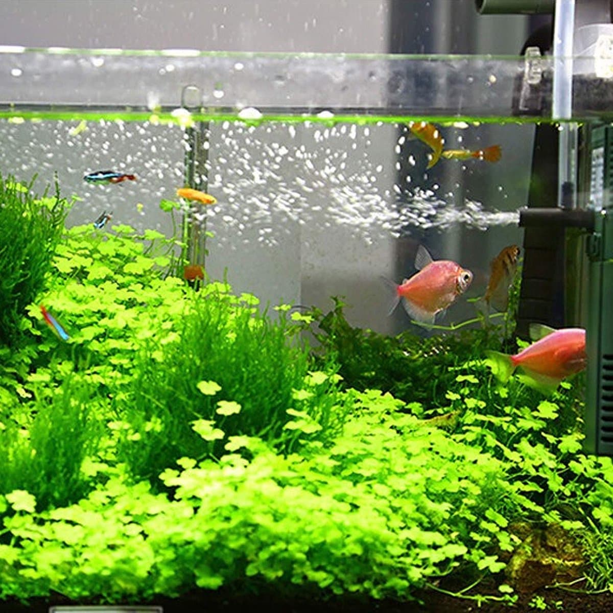 carmderin - Aquarium Binnenfilter - Voor 20-60 L - 3W/4W - Instelbare Pomp - Inclusief Filterspons - Interne Filter voor Aquarium thumbnail 9