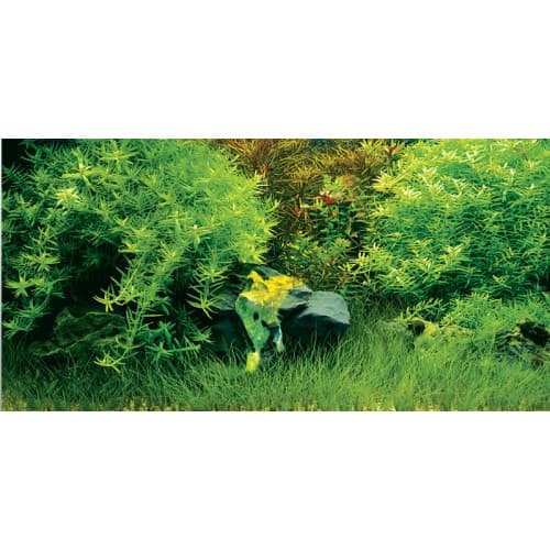 Aquatic Nature Foto Achterwand Ballet 100 x 50