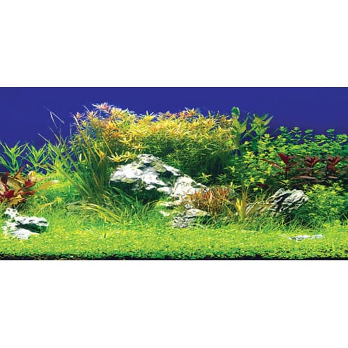 Aquatic Nature Foto Achterwand Creatif 100 x 50