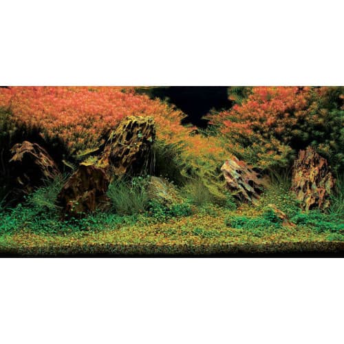 Aquatic Nature Foto Achterwand Inferno 100 x 50