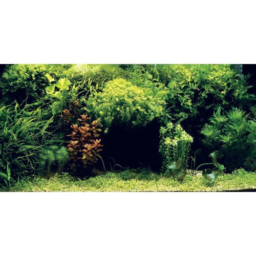 Aquatic Nature Foto Achterwand Symphony 100 x 50